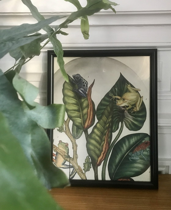 Image 1 of Framed Illustration Frogs And Plants