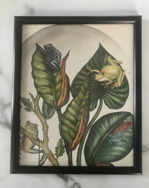 Framed Illustration Frogs And Plants