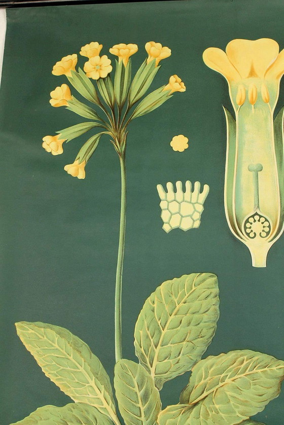 Image 1 of Very Large Vintage Botanical Poster 