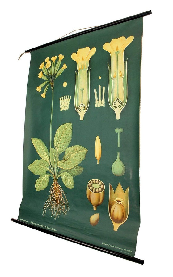 Image 1 of Very Large Vintage Botanical Poster 