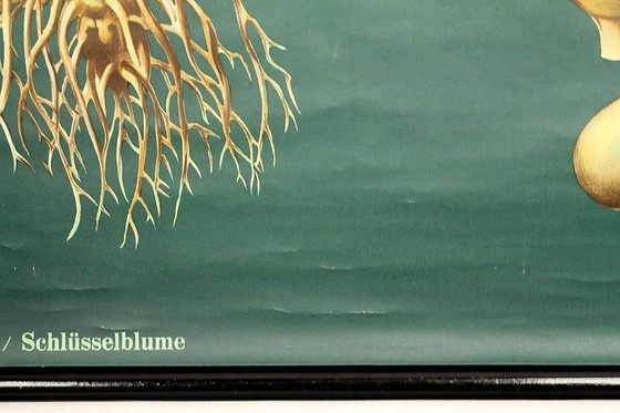 Image 1 of Very Large Vintage Botanical Poster 