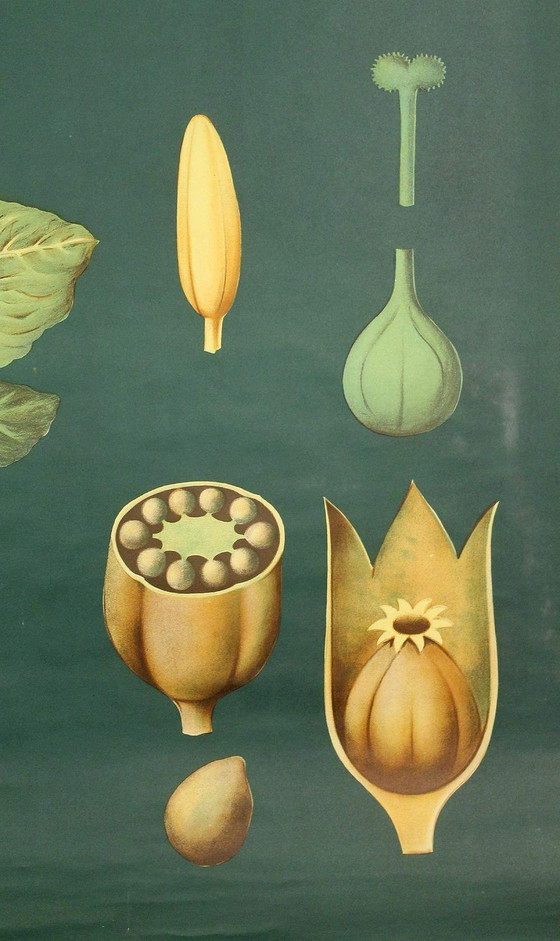 Image 1 of Very Large Vintage Botanical Poster 