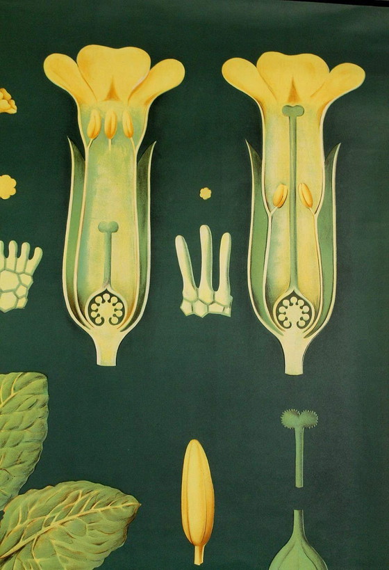 Image 1 of Very Large Vintage Botanical Poster 