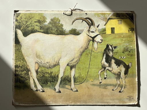 Antik School Chart Illustration, Double Sided, Goat/ Kid  And Cow/Calf, Lithograph, Farmlife, Shabby Chic