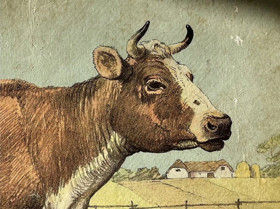 Image 1 of Antik School Chart Illustration, Double Sided, Goat/ Kid  And Cow/Calf, Lithograph, Farmlife, Shabby Chic