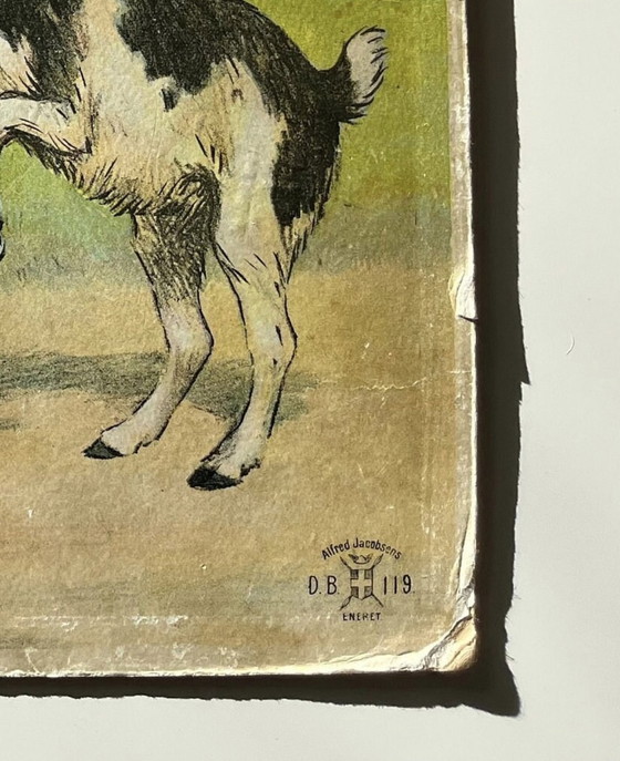 Image 1 of Antik School Chart Illustration, Double Sided, Goat/ Kid  And Cow/Calf, Lithograph, Farmlife, Shabby Chic