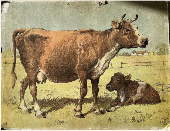 Image 1 of Antik School Chart Illustration, Double Sided, Goat/ Kid  And Cow/Calf, Lithograph, Farmlife, Shabby Chic