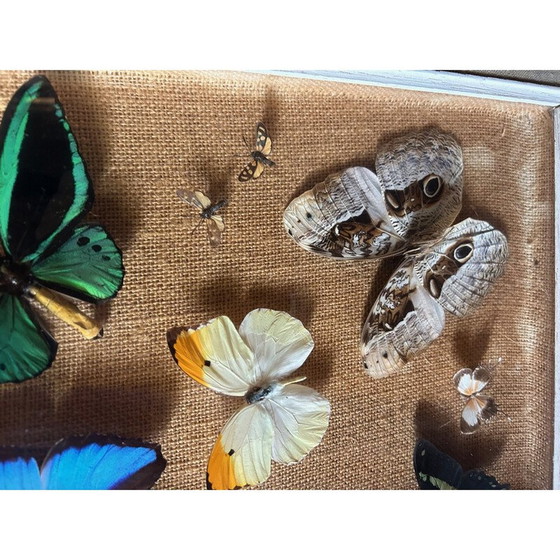 Image 1 of Dipinto d'epoca con cornice in legno raffigurante diverse specie di farfalle, 1950