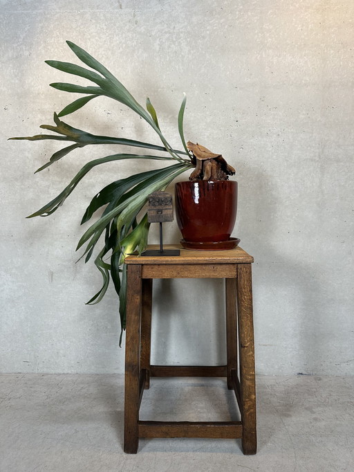 Brutalist Side or Plant Table - Oak