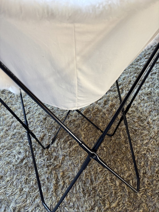 Image 1 of Sedia Butterfly Jorge Ferrari Hardoy