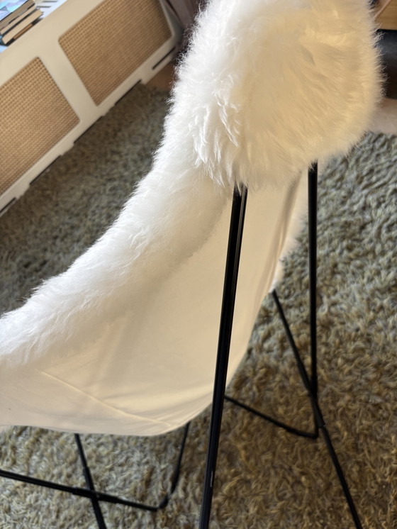 Image 1 of Sedia Butterfly Jorge Ferrari Hardoy