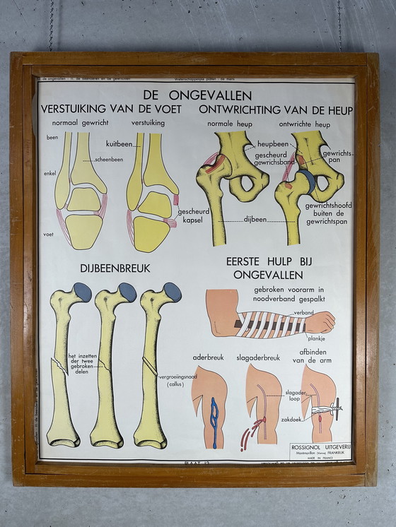 Image 1 of 22 poster scolastici vintage "anatomia" in cornice intercambiabile