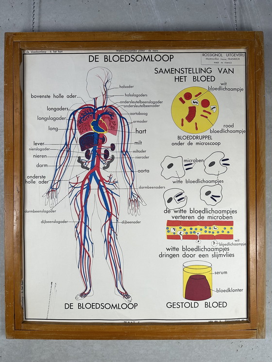Image 1 of 22 poster scolastici vintage "anatomia" in cornice intercambiabile