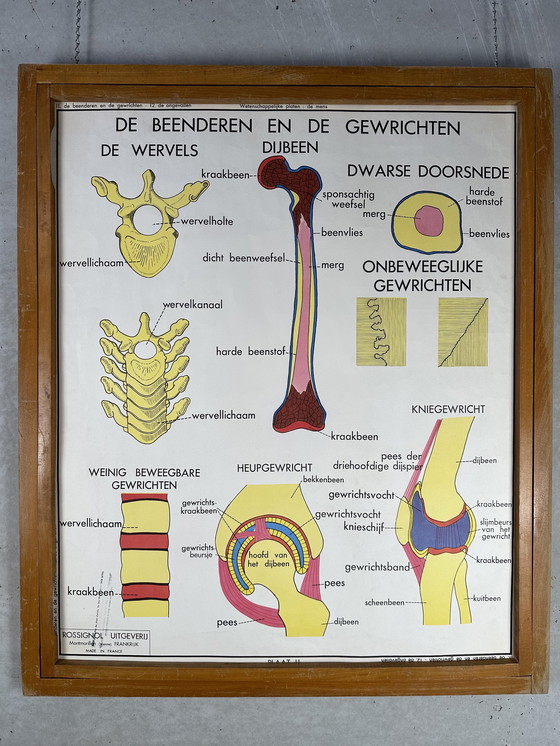 Image 1 of 22 poster scolastici vintage "anatomia" in cornice intercambiabile