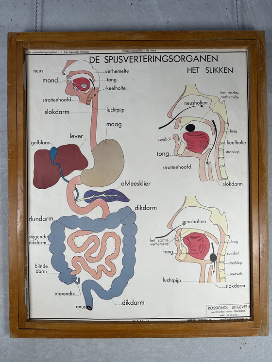 Image 1 of 22 poster scolastici vintage "anatomia" in cornice intercambiabile