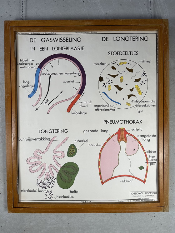 Image 1 of 22 poster scolastici vintage "anatomia" in cornice intercambiabile