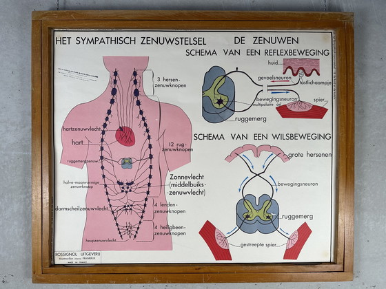 Image 1 of 22 poster scolastici vintage "anatomia" in cornice intercambiabile