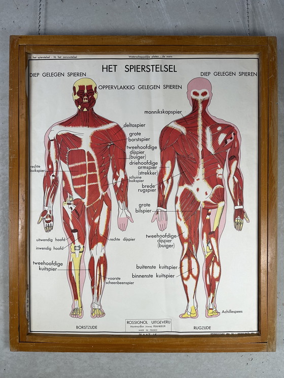 Image 1 of 22 poster scolastici vintage "anatomia" in cornice intercambiabile