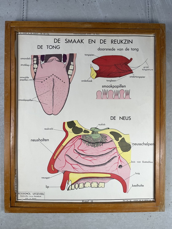 Image 1 of 22 poster scolastici vintage "anatomia" in cornice intercambiabile