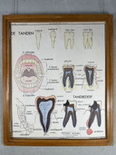 22 poster scolastici vintage "anatomia" in cornice intercambiabile