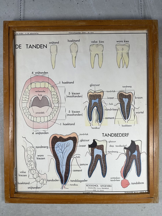 Image 1 of 22 poster scolastici vintage "anatomia" in cornice intercambiabile