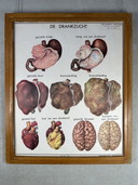 22 poster scolastici vintage "anatomia" in cornice intercambiabile