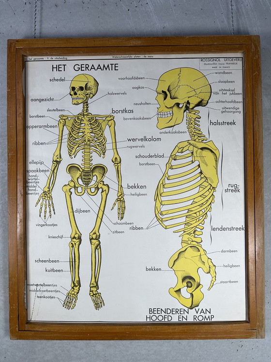 Image 1 of 22 poster scolastici vintage "anatomia" in cornice intercambiabile