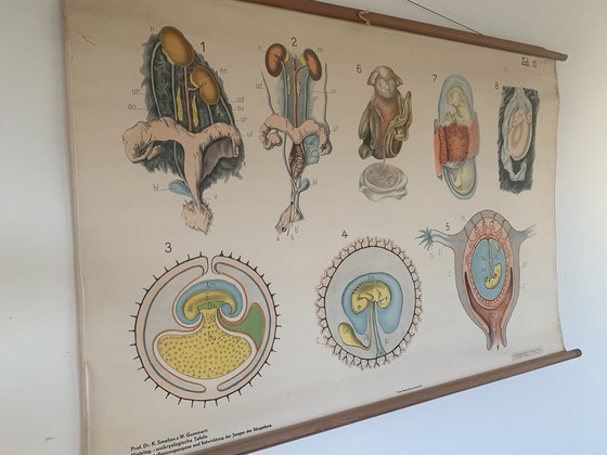 Image 1 of Embryological Wall Chart