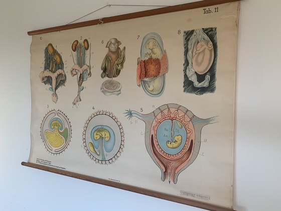 Image 1 of Embryological Wall Chart