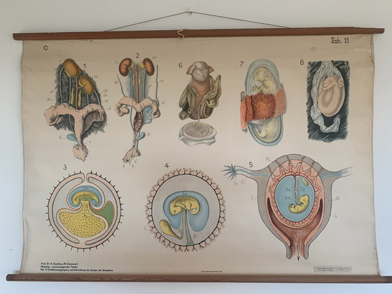 Image 1 of Embryological Wall Chart