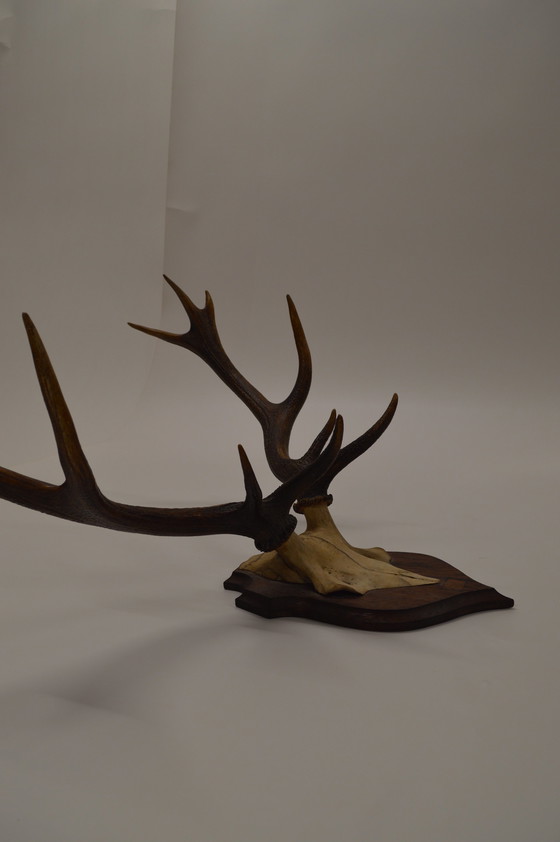 Image 1 of Great Deer Antlers