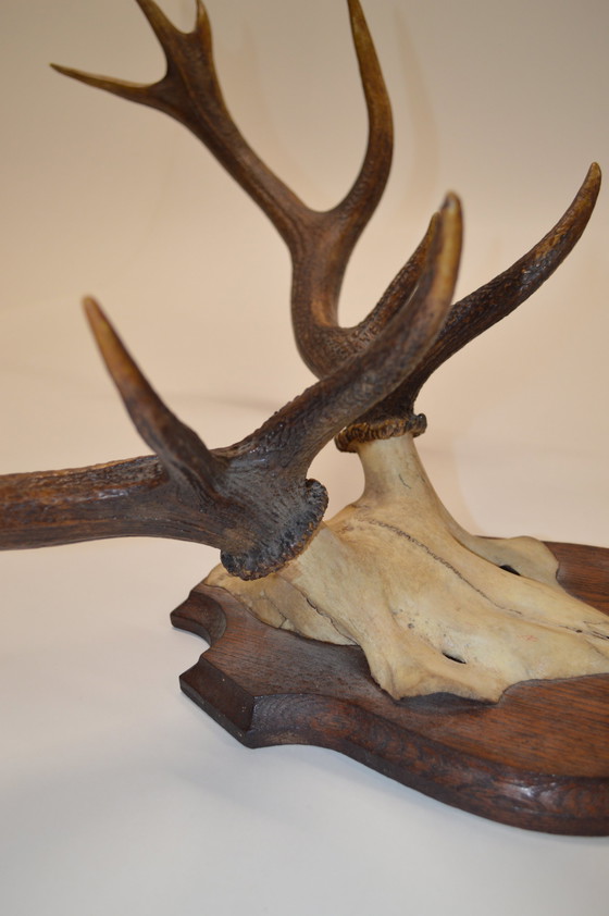 Image 1 of Great Deer Antlers