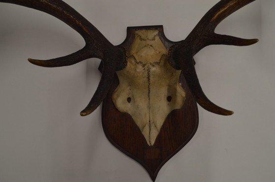 Image 1 of Great Deer Antlers