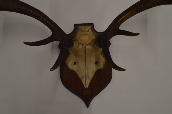 Image 1 of Great Deer Antlers