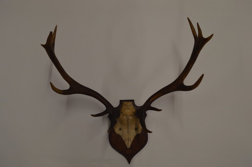 Great Deer Antlers