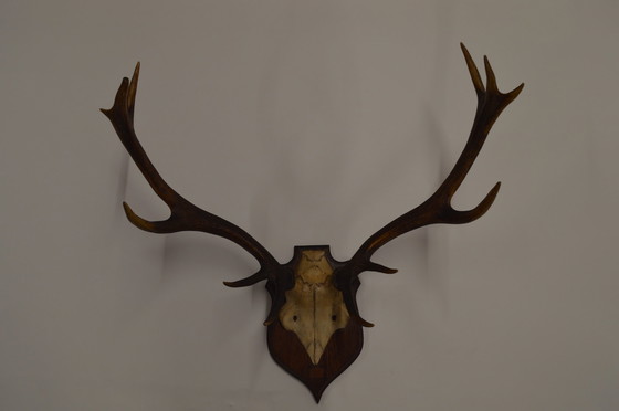 Image 1 of Great Deer Antlers