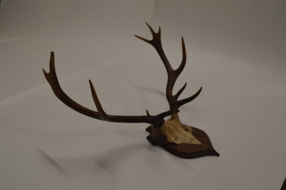 Image 1 of Great Deer Antlers