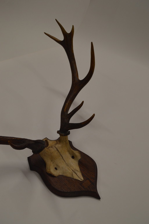 Great Deer Antlers