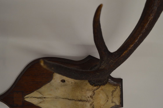 Image 1 of Great Deer Antlers