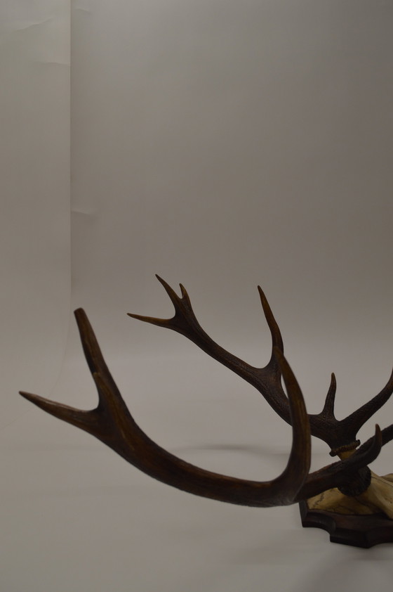 Image 1 of Great Deer Antlers