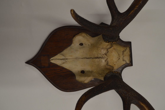 Image 1 of Great Deer Antlers