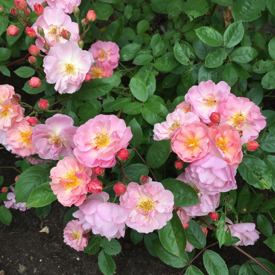 Image 1 of Zeefdruk Eric Toebosch