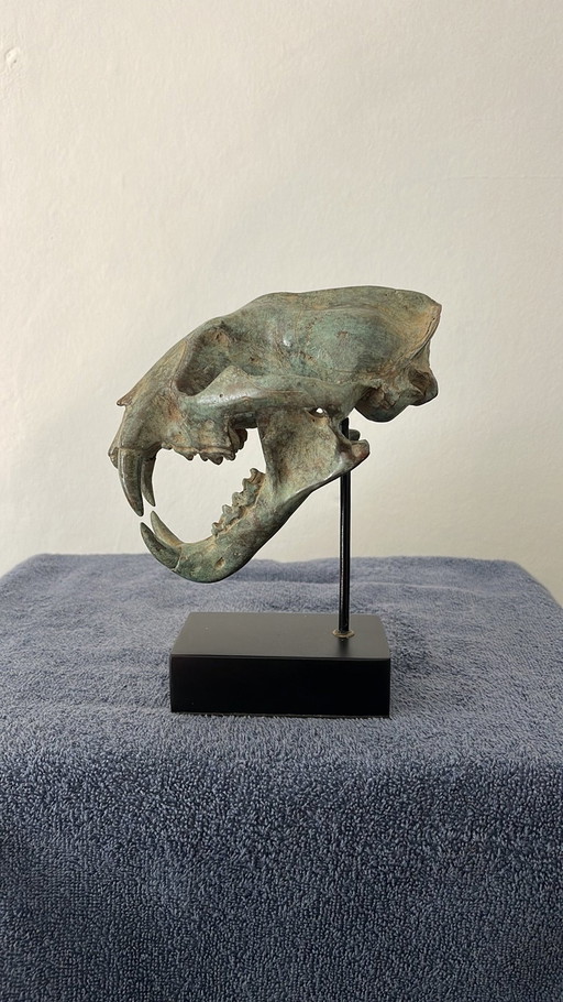 Bronze Head Leopard