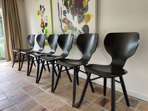 6x chaises Tulipani par Roderick Vos