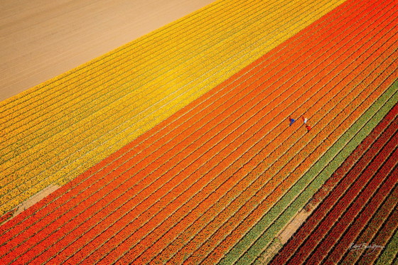Image 1 of Colorful Spring Ii | Netherlands 2023