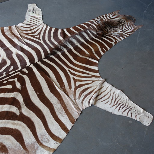 Zebra Skin With Certificate