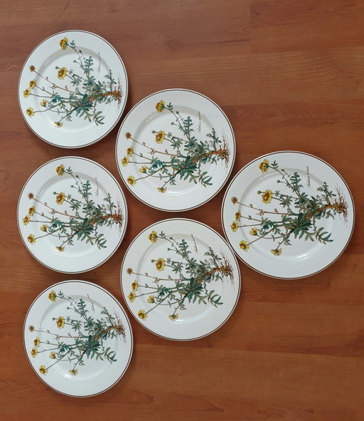 6 X Dinner Plate Botanica, Villeroy En Boch