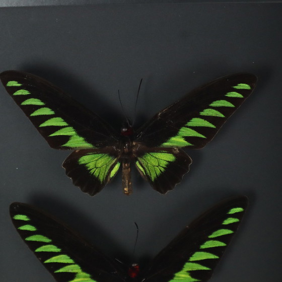 Image 1 of Framed Butterflies Xl Birdwing