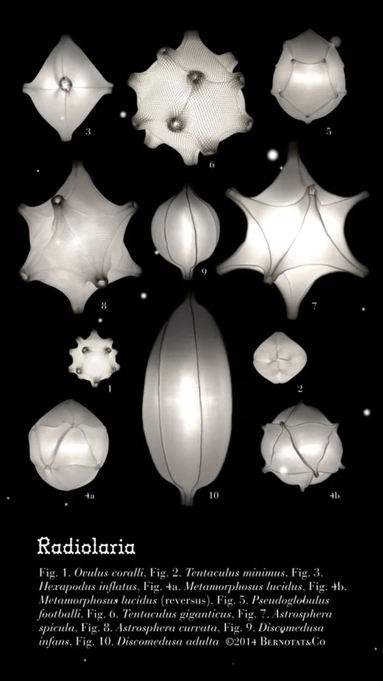 Image 1 of 5x Radiolaria Bernotat lamps