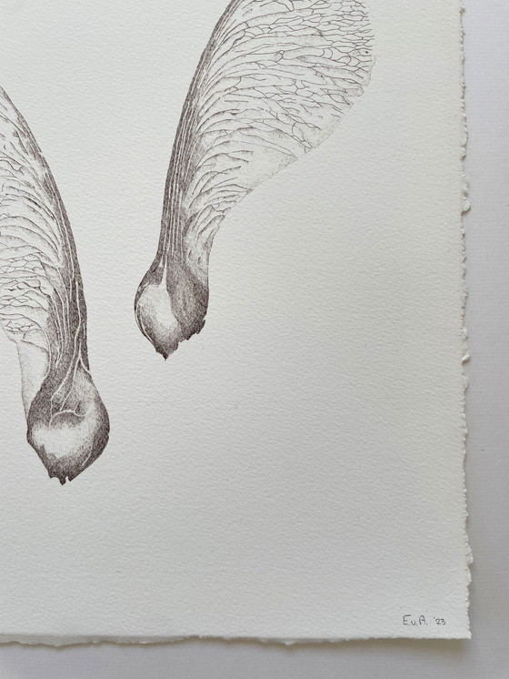 Image 1 of Fine Art Print Framed: Maple Seeds